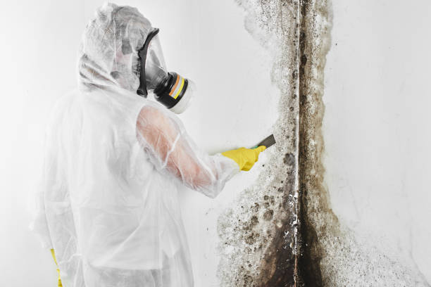 Best Mold Inspection  in Ramsey, NJ