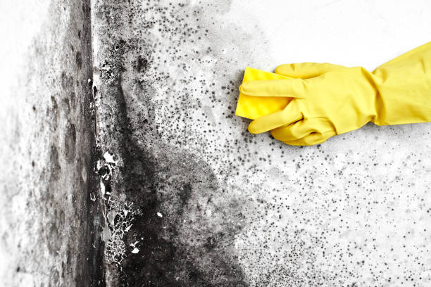 Best Toxic Mold Removal  in Ramsey, NJ