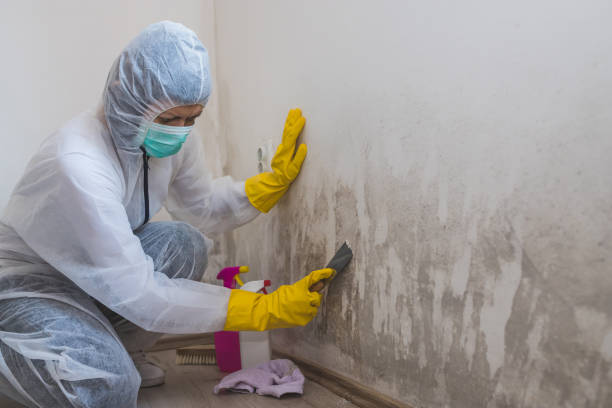  Ramsey, NJ Mold Removal Pros