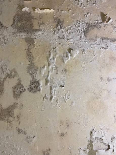 Best Black Mold Removal  in Ramsey, NJ