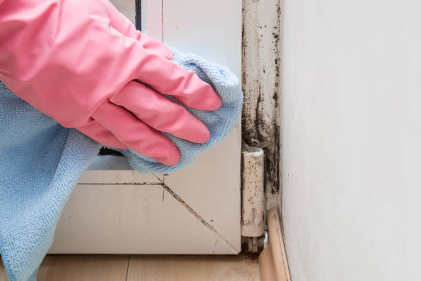 Best Same-Day Mold Removal  in Ramsey, NJ